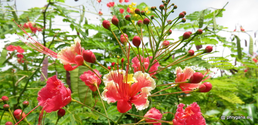 Caesalpinia pulcherrima (L.) Sw., 1791   