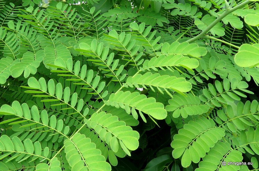 Caesalpinia pulcherrima (L.) Sw., 1791   