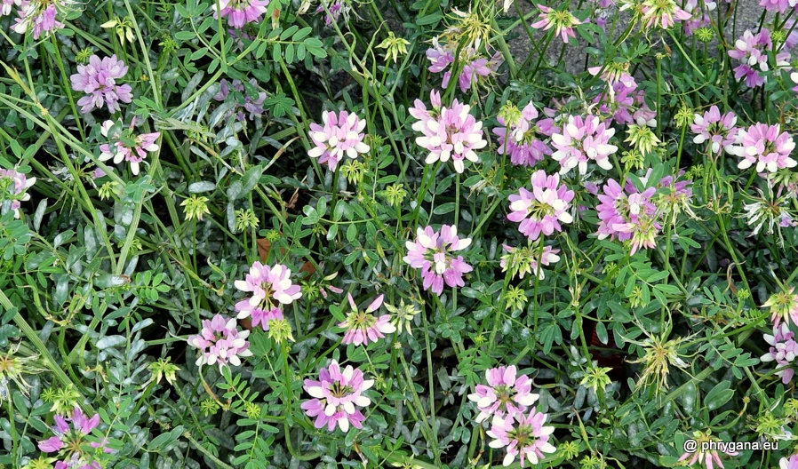 Coronilla varia L., 1753    