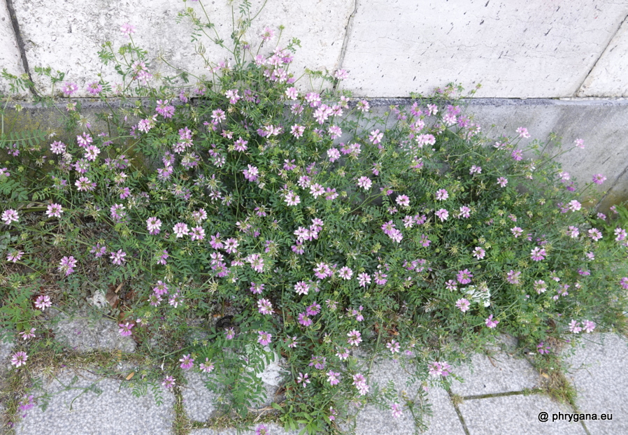 Coronilla varia L., 1753   