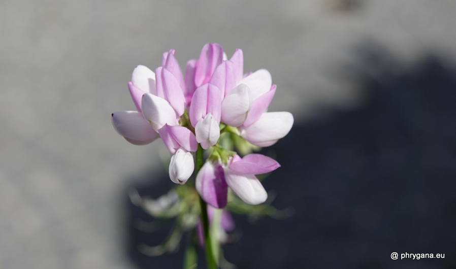 Coronilla varia L., 1753    