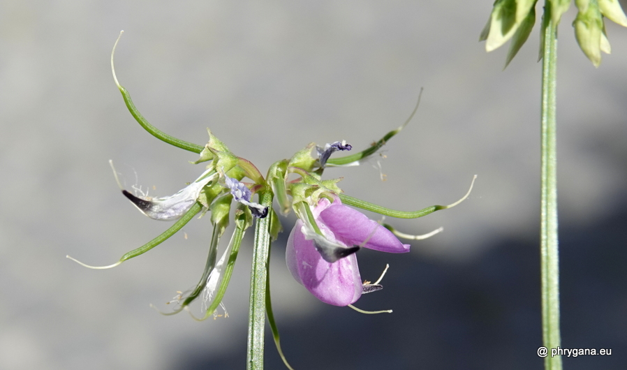 Coronilla varia L., 1753    