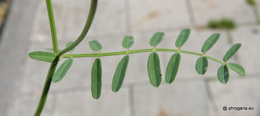 Coronilla varia L., 1753    