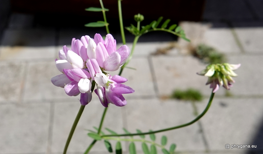 Coronilla varia L., 1753    