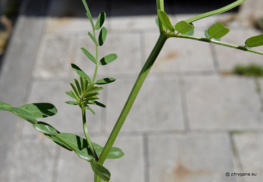 Coronilla varia L., 1753    