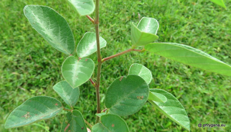 Desmodium incanum (Sw.) DC., 1825   