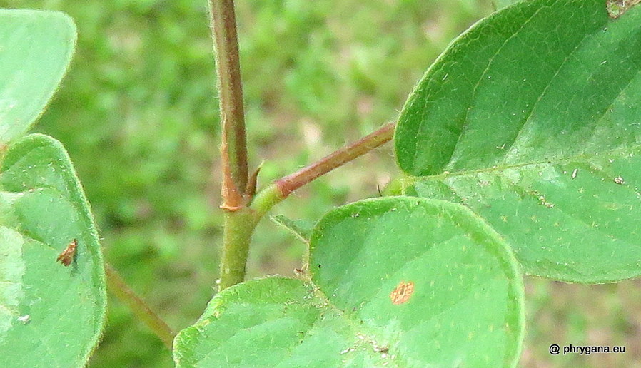 Desmodium incanum (Sw.) DC., 1825  