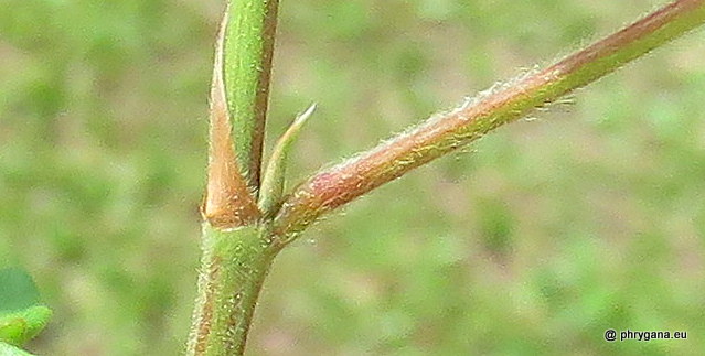 Desmodium incanum (Sw.) DC., 1825   