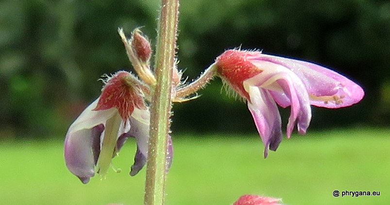 Desmodium incanum (Sw.) DC., 1825   