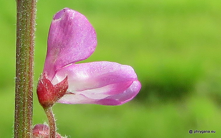 Desmodium incanum (Sw.) DC., 1825   