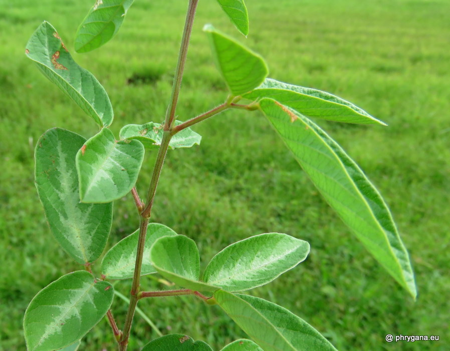 Desmodium incanum (Sw.) DC., 1825   