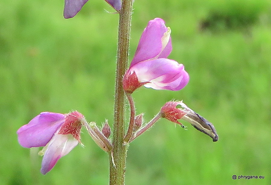 Desmodium incanum (Sw.) DC., 1825   