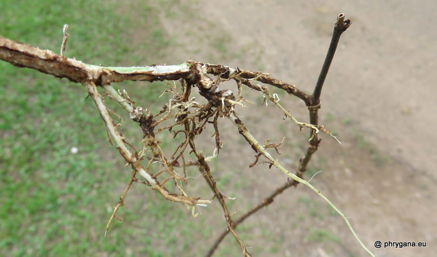 Desmodium incanum (Sw.) DC., 1825 
  