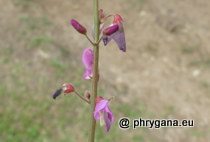 Fabaceae - Desmodium incanum (Sw.) DC., 1825