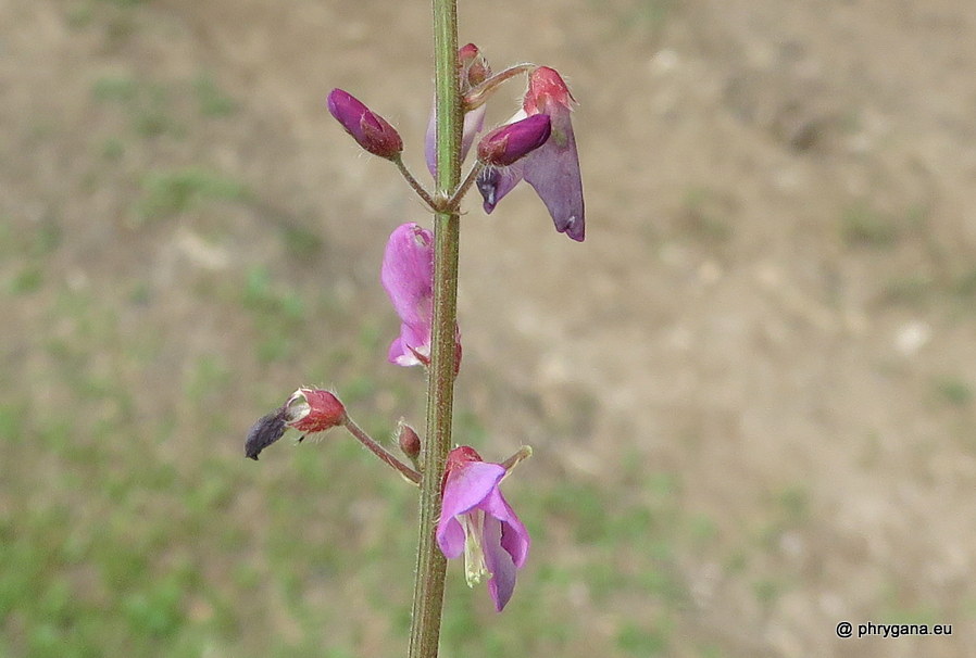 Desmodium incanum (Sw.) DC., 1825 
  