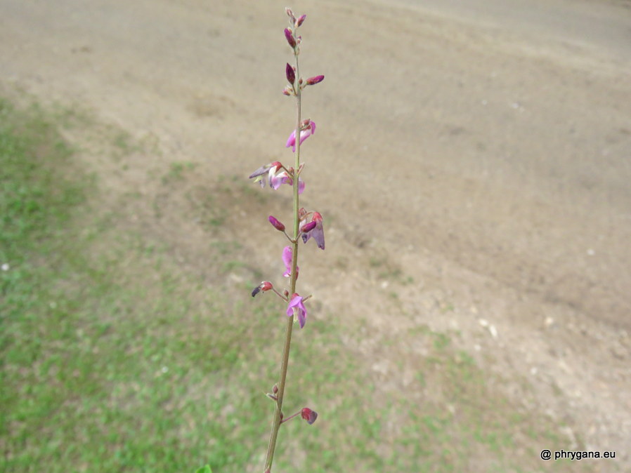 Desmodium incanum (Sw.) DC., 1825   