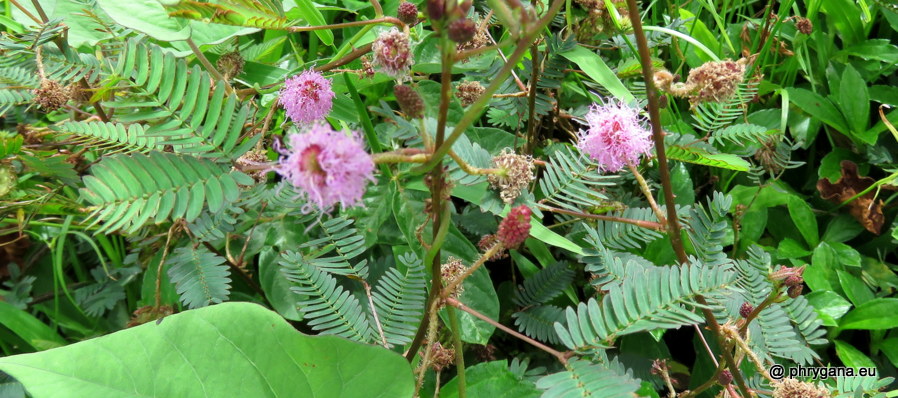 Mimosa pudica  vr. <em>unijuga</em> (Duchass. & Walp.) Griseb., 1857 