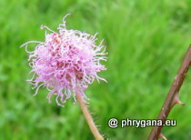 Mimosa pudica var. unijuga (Duchass. & Walp.) Griseb., 1857