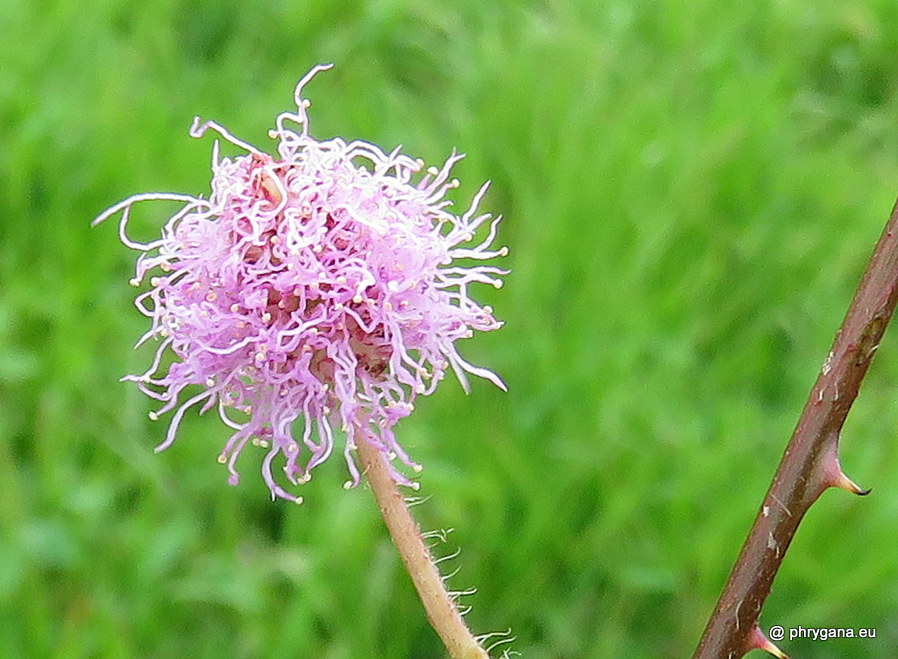 Mimosa pudica  vr. <em>unijuga</em> (Duchass. & Walp.) Griseb., 1857 