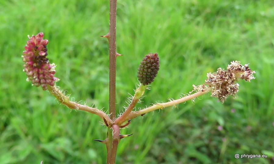 Mimosa pudica vr. <em>unijuga</em> (Duchass. & Walp.) Griseb., 1857 