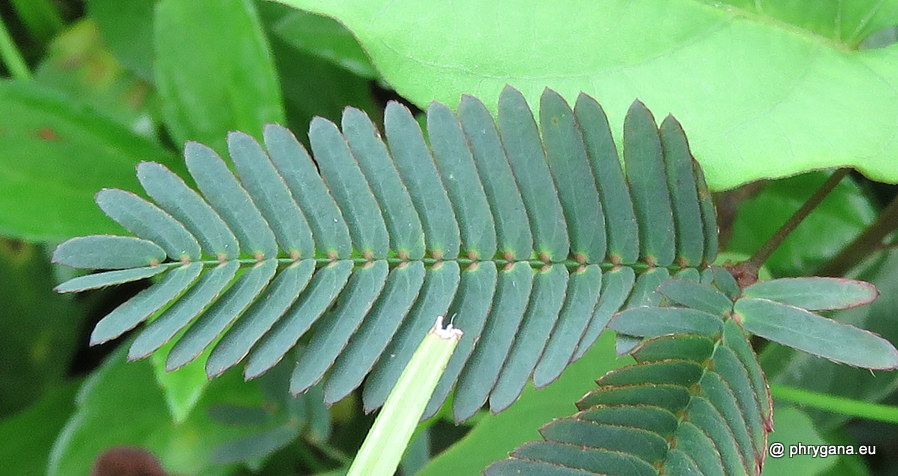 Mimosa pudica  vr. <em>unijuga</em> (Duchass. & Walp.) Griseb., 1857 