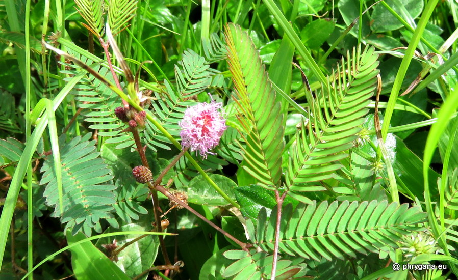 Mimosa pudica  vr. <em>unijuga</em> (Duchass. & Walp.) Griseb., 1857 