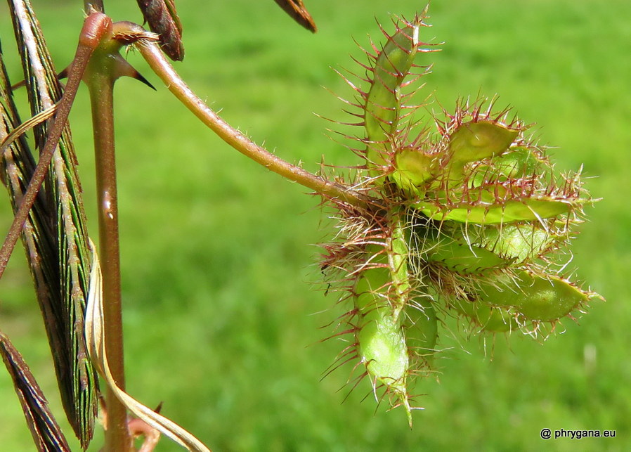 Mimosa pudica  vr. <em>unijuga</em> (Duchass. & Walp.) Griseb., 1857 