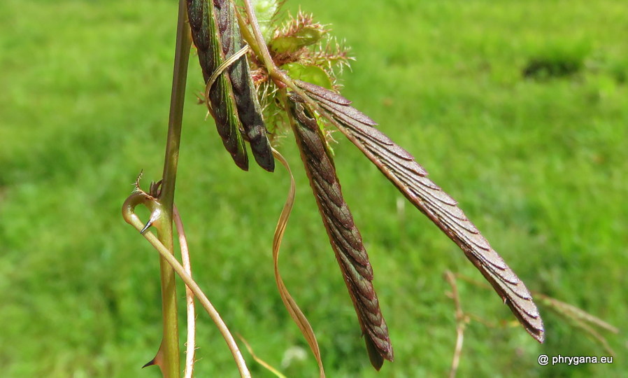 Mimosa pudica  vr. <em>unijuga</em> (Duchass. & Walp.) Griseb., 1857 