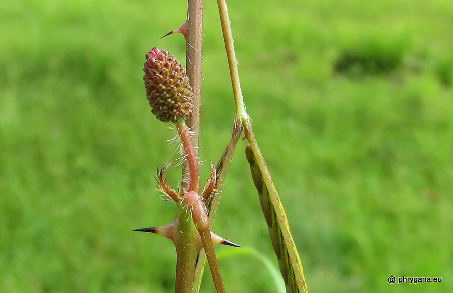 Mimosa pudica  
vr. <em>unijuga</em> (Duchass. & Walp.) Griseb., 1857 