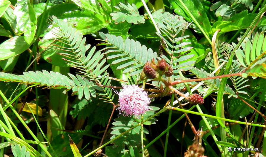 Mimosa pudica  
vr. <em>unijuga</em> (Duchass. & Walp.) Griseb., 1857 