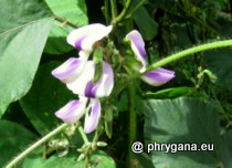 Fabaceae - Neustanthus phaseoloides (Roxb.) Benth., 1852'