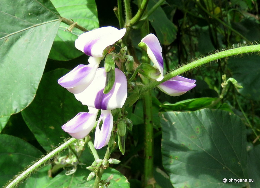 Neustanthus phaseoloides  (Roxb.) Benth., 1852    