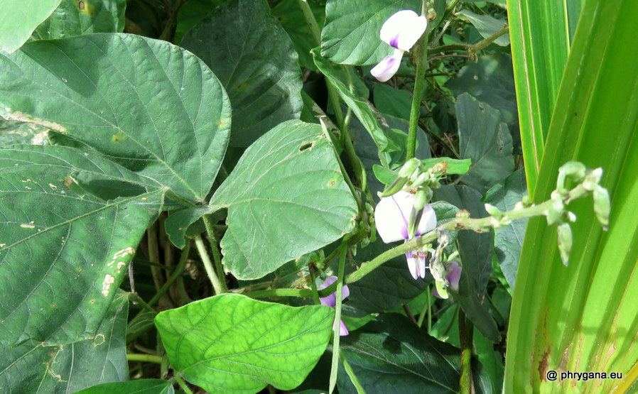 Neustanthus phaseoloides  (Roxb.) Benth., 1852   