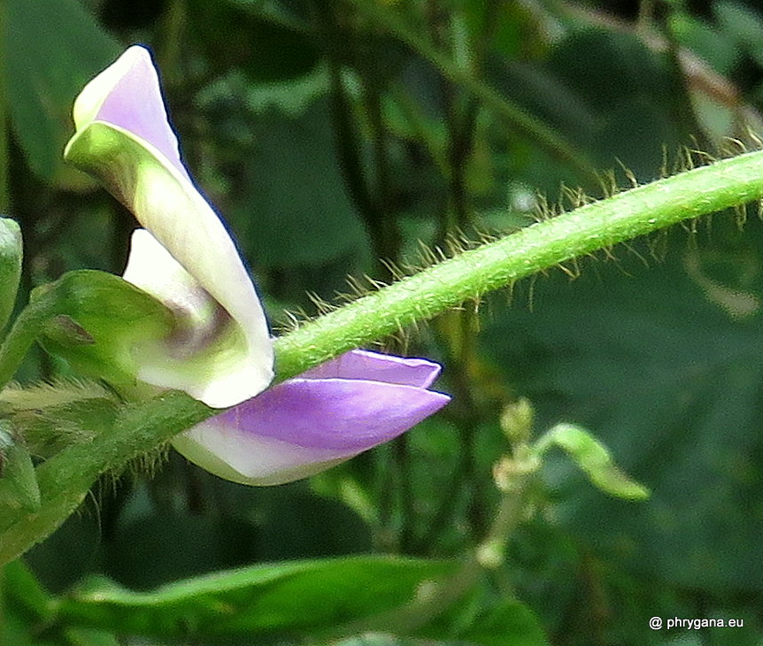 Neustanthus phaseoloides  (Roxb.) Benth., 1852    