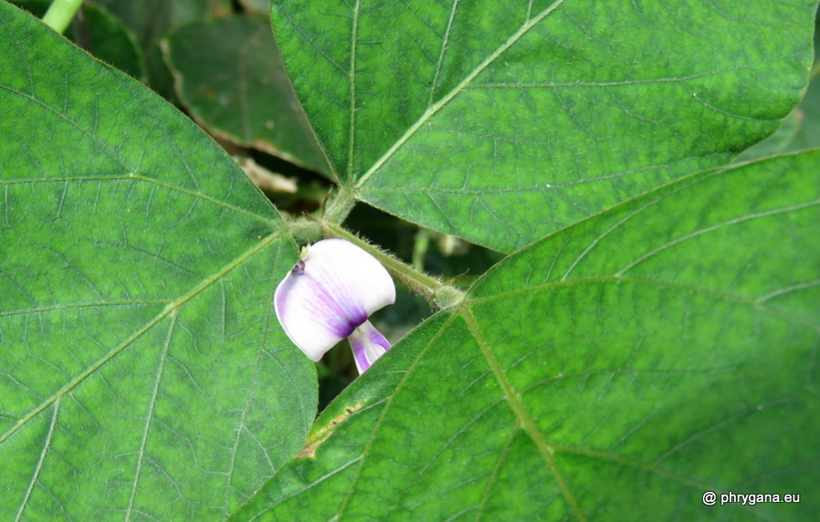 Neustanthus phaseoloides  (Roxb.) Benth., 1852    