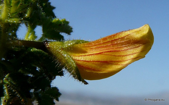 Ononis natrix    subsp. <em>hispanica</em> (L. f.) COUT., 1913 