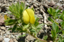 Ononis pubescens L.