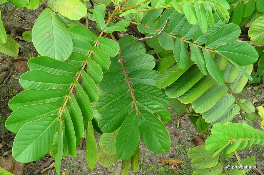 Senna alata (L.) Roxb., 1832 
  