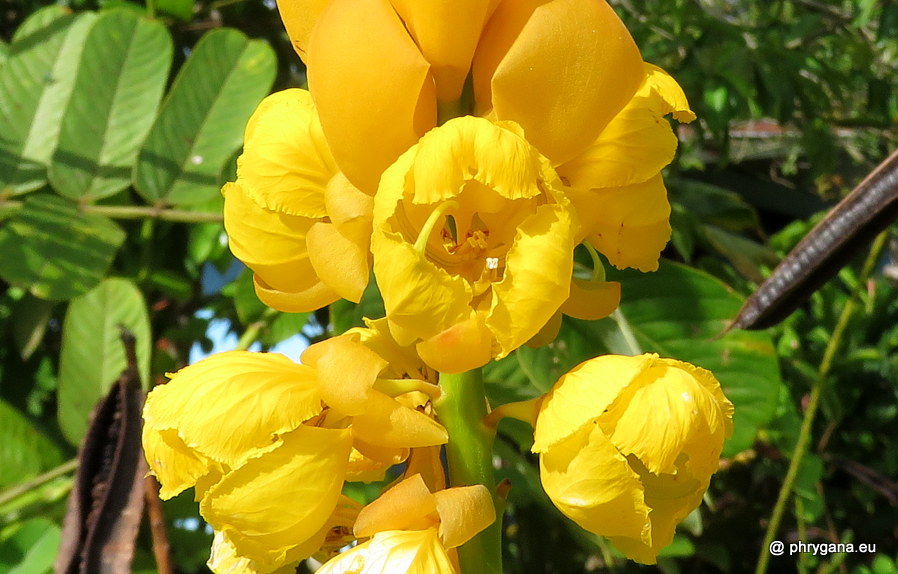 Senna alata (L.) Roxb., 1832   