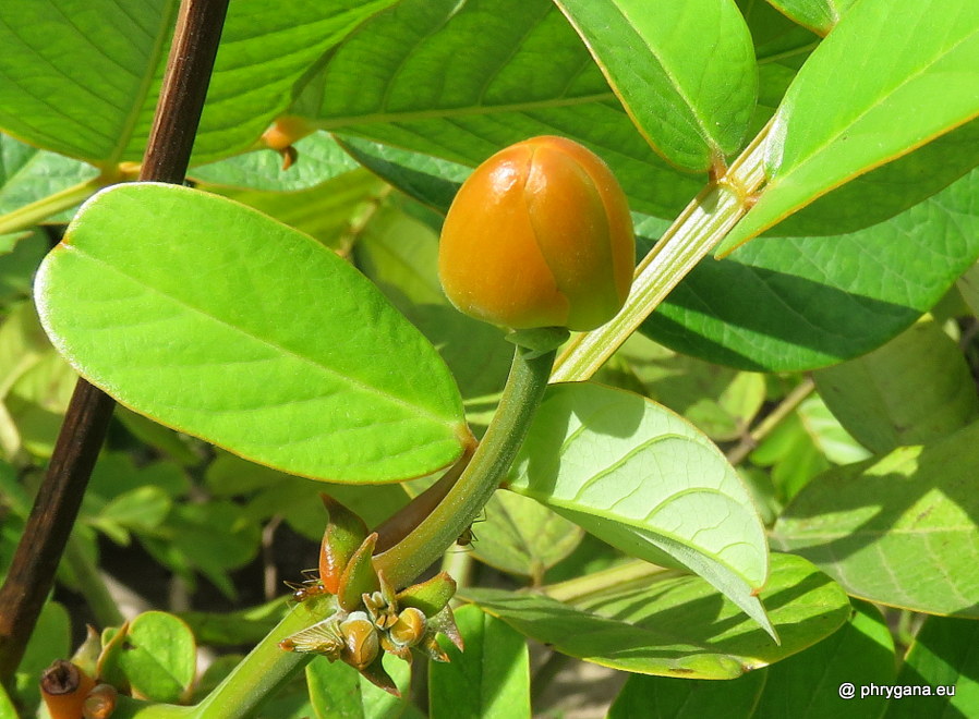 Senna alata (L.) Roxb., 1832   