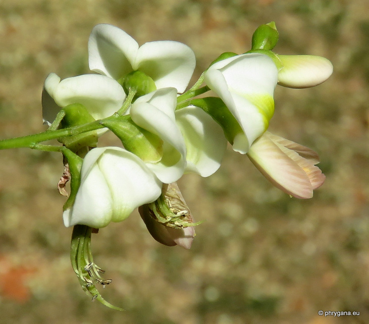 Styphnolobium japonicum  (L.) Schott  