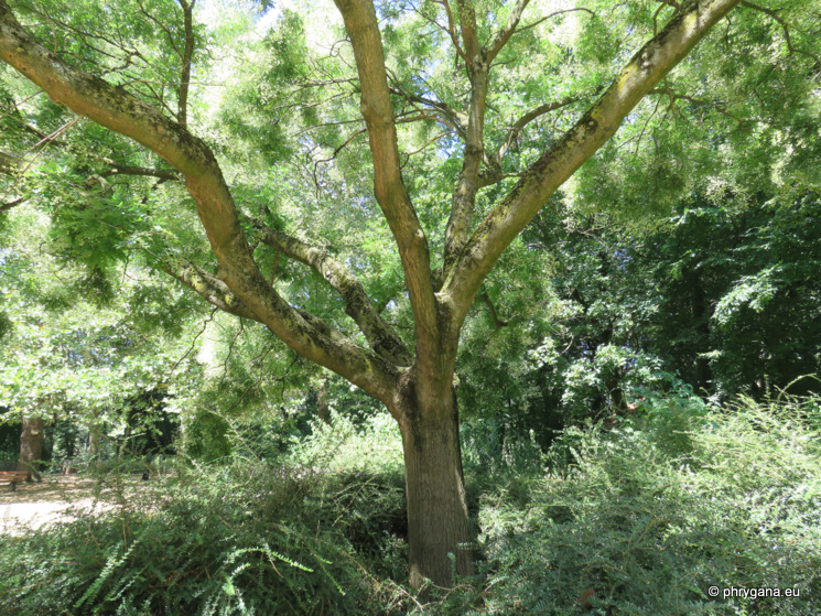 Styphnolobium japonicum  (L.) Schott 
  