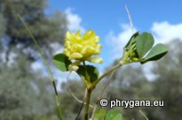 Trifolium campestre SCHREB.