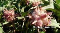 Trifolium fragiferum L., 1753 subsp. fragiferum
