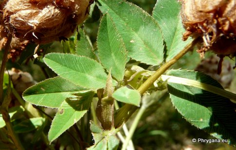 Trifolium fragiferum  L., 1753 subsp. <em>fragiferum</em>  
