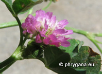 Trifolium resupinatum L
