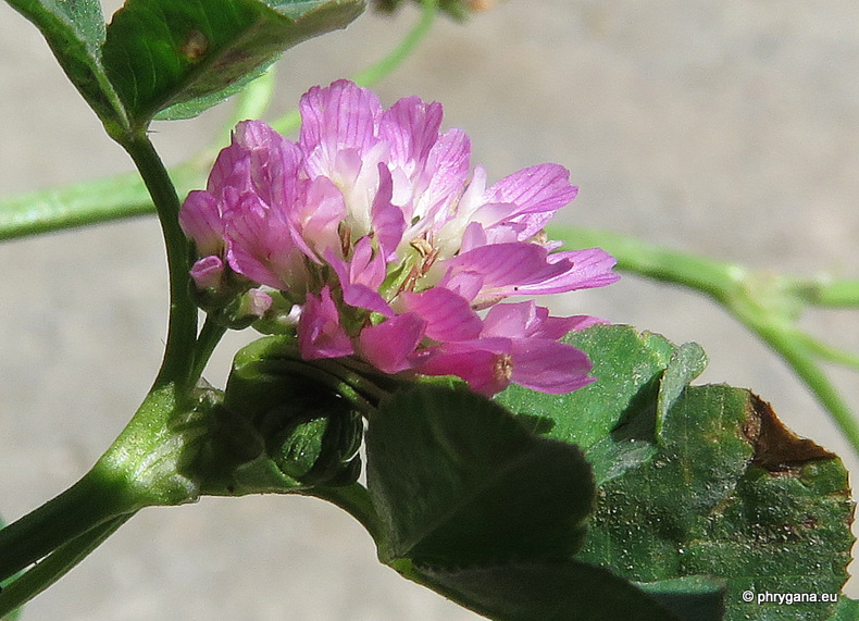 Trifolium resupinatum  L., 1753   