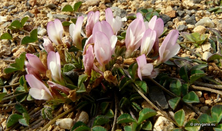 Trifolium uniflorum  L., 1753   