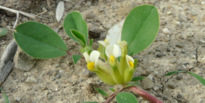 Tripodium tetraphyllum (L.) FOURR.