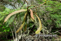 Fabaceae - Vachellia macracantha (Humb. & Bonpl. ex Willd.) Seigler & Ebinger, 2005